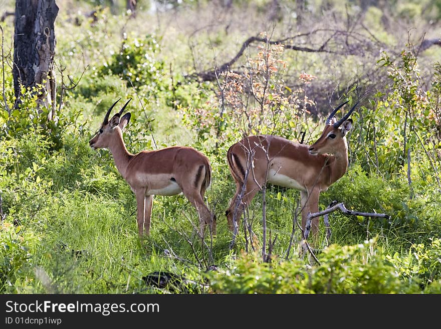 Young male impalas in Kruger park