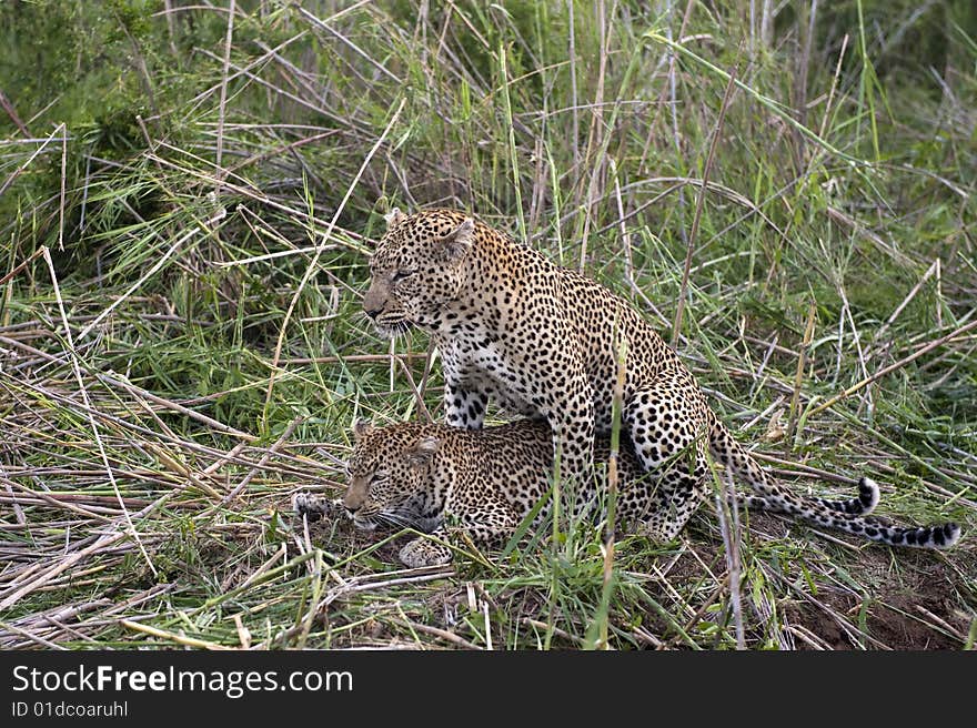 Mating leopards