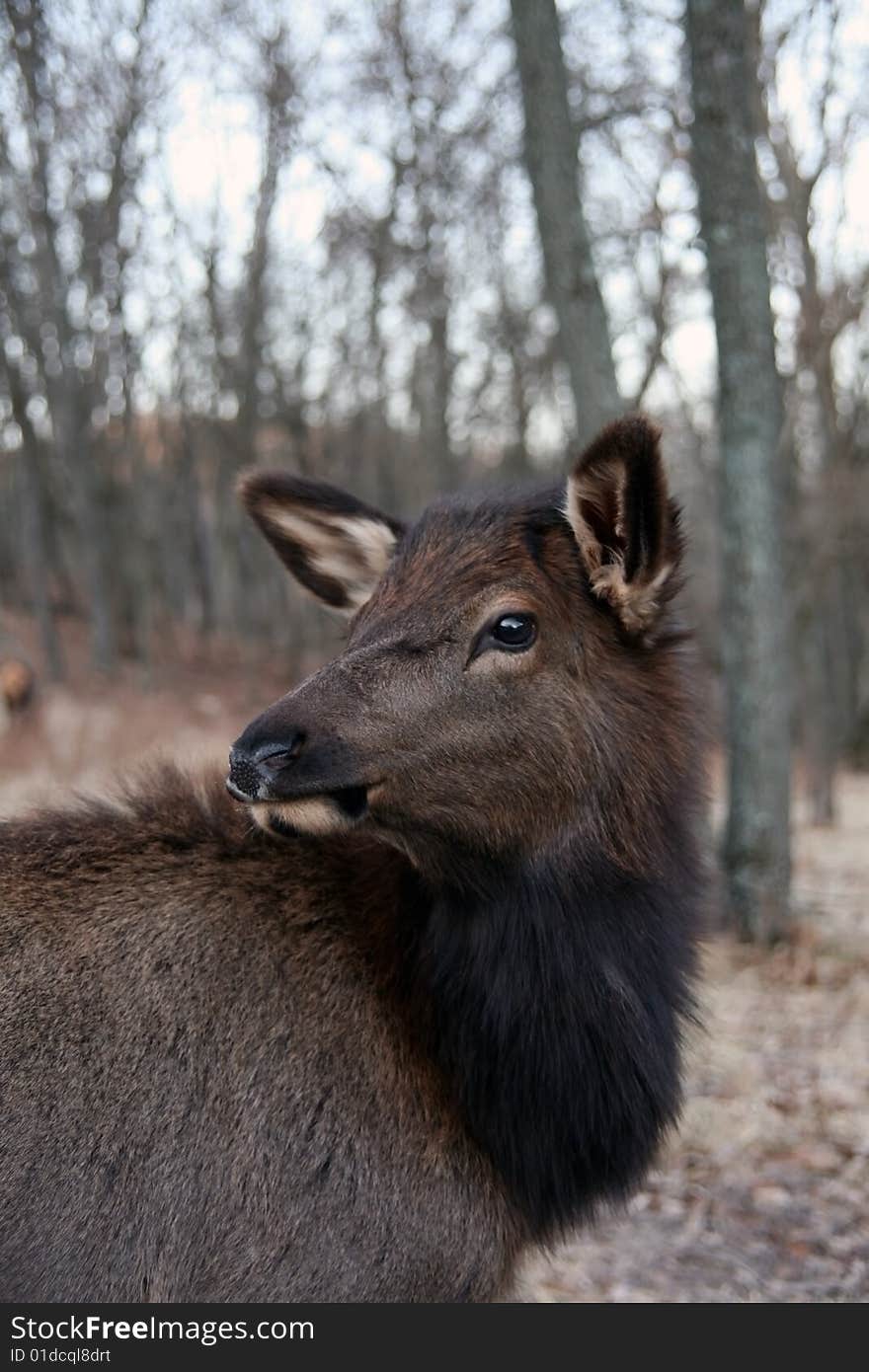 Female elk in woods feeding. Female elk in woods feeding