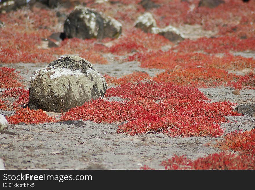 Colorful vegetation and boulders on a deserted island. Colorful vegetation and boulders on a deserted island