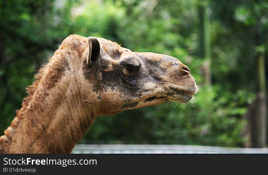 Camel Head