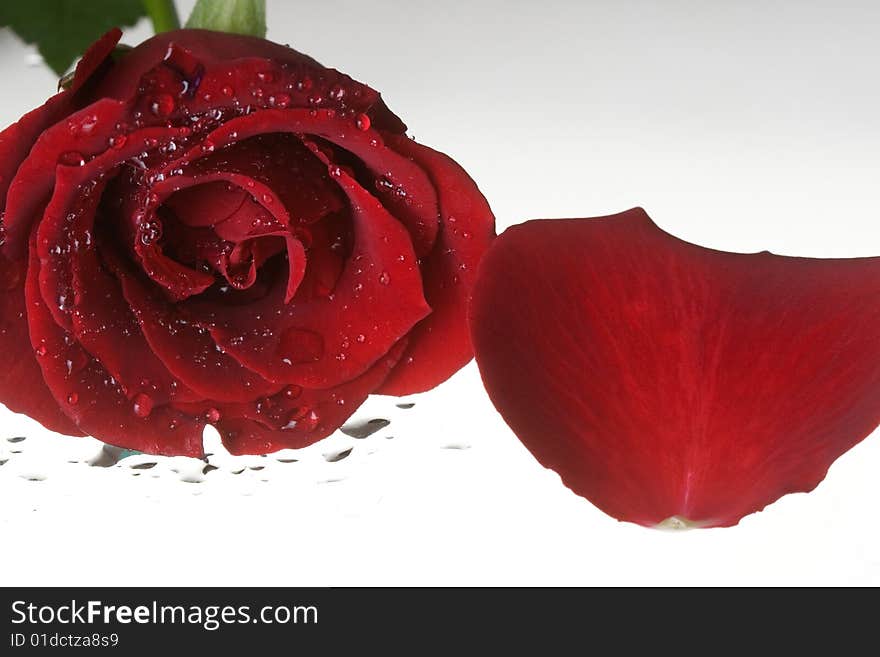 Red rose with waer drops and petal