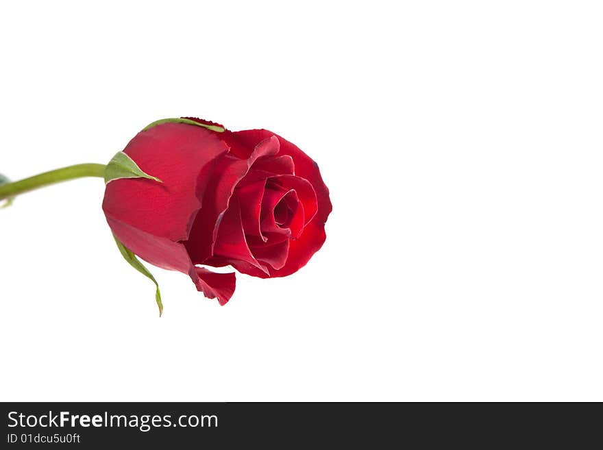 Red rose on white background 3