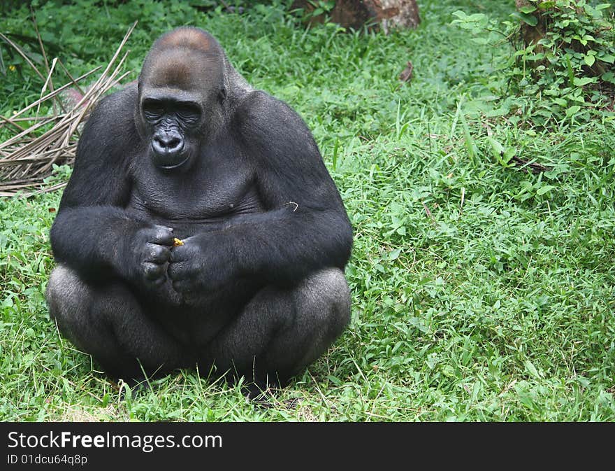 Gorilla