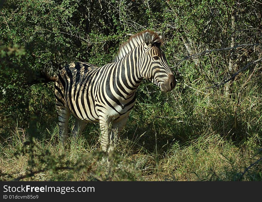 A Burchells Zebra (Equus quagga burchelli) in the Kruger Park, South Africa. A Burchells Zebra (Equus quagga burchelli) in the Kruger Park, South Africa.