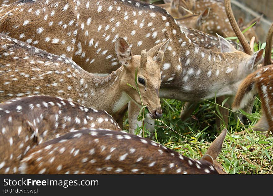 Brown deer eat green grass. In the zoo. Brown deer eat green grass. In the zoo.