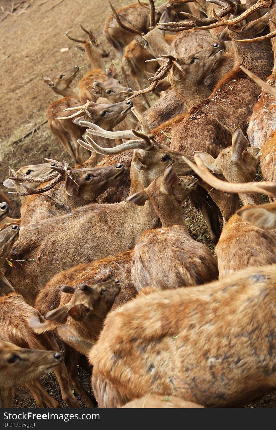 Deer Waiting For Food