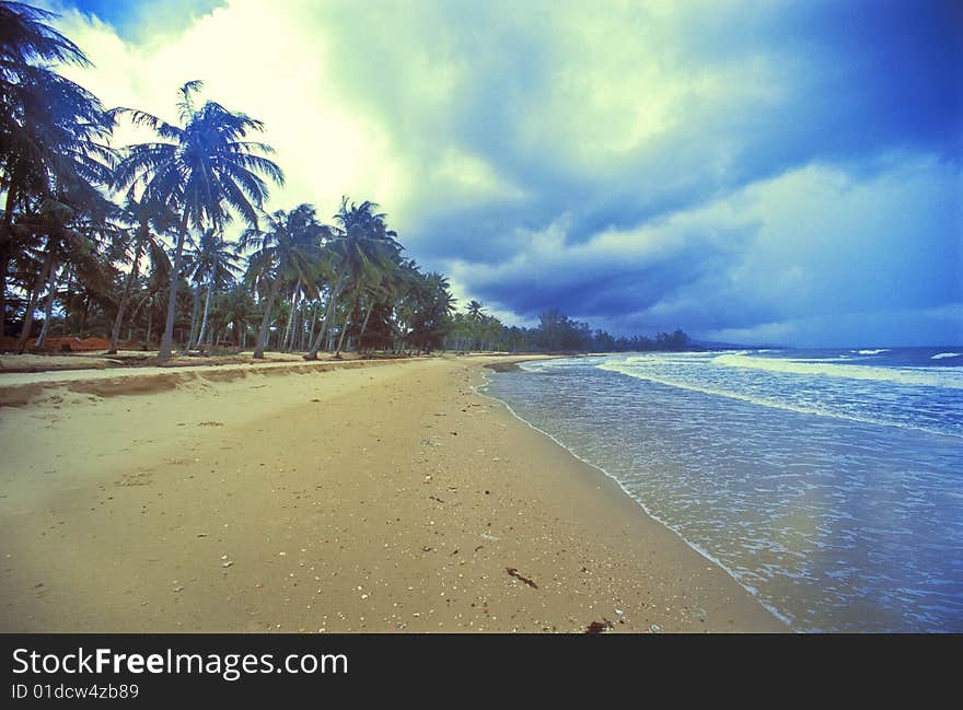 Palm Tree on beautiful beach. (Film scan)