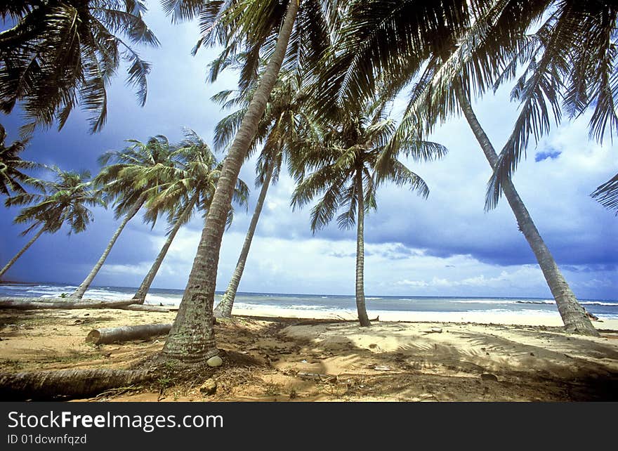 Palm Tree on beautiful beach. (film scan)