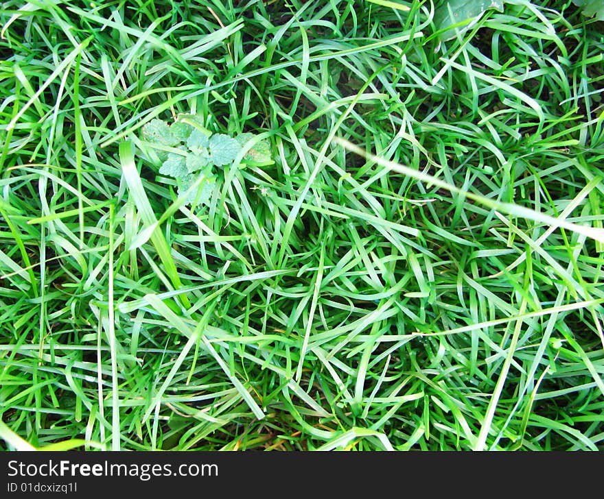 Green grass field nature background. Green grass field nature background