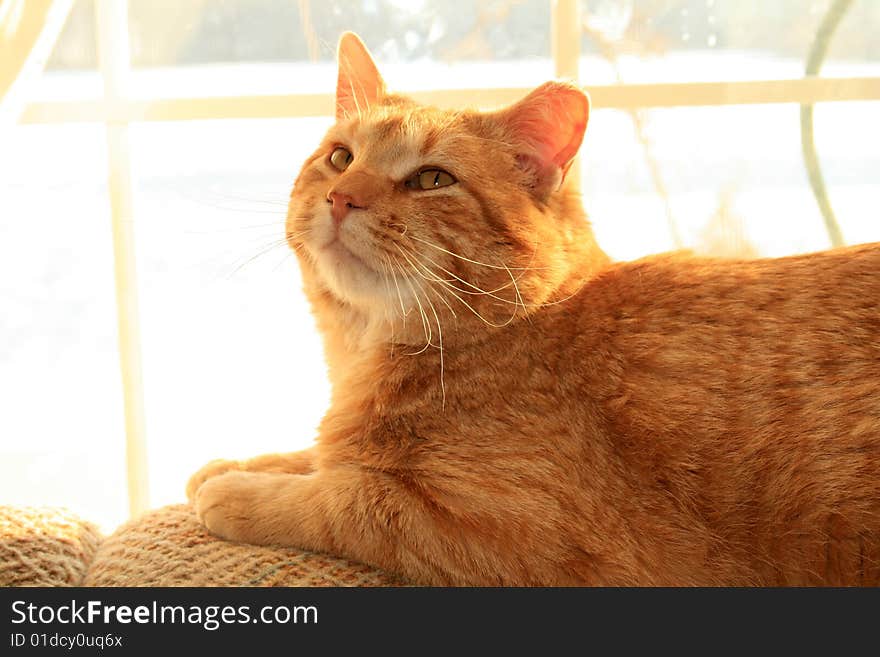 An orange colored cat laying in the sunlight. An orange colored cat laying in the sunlight.