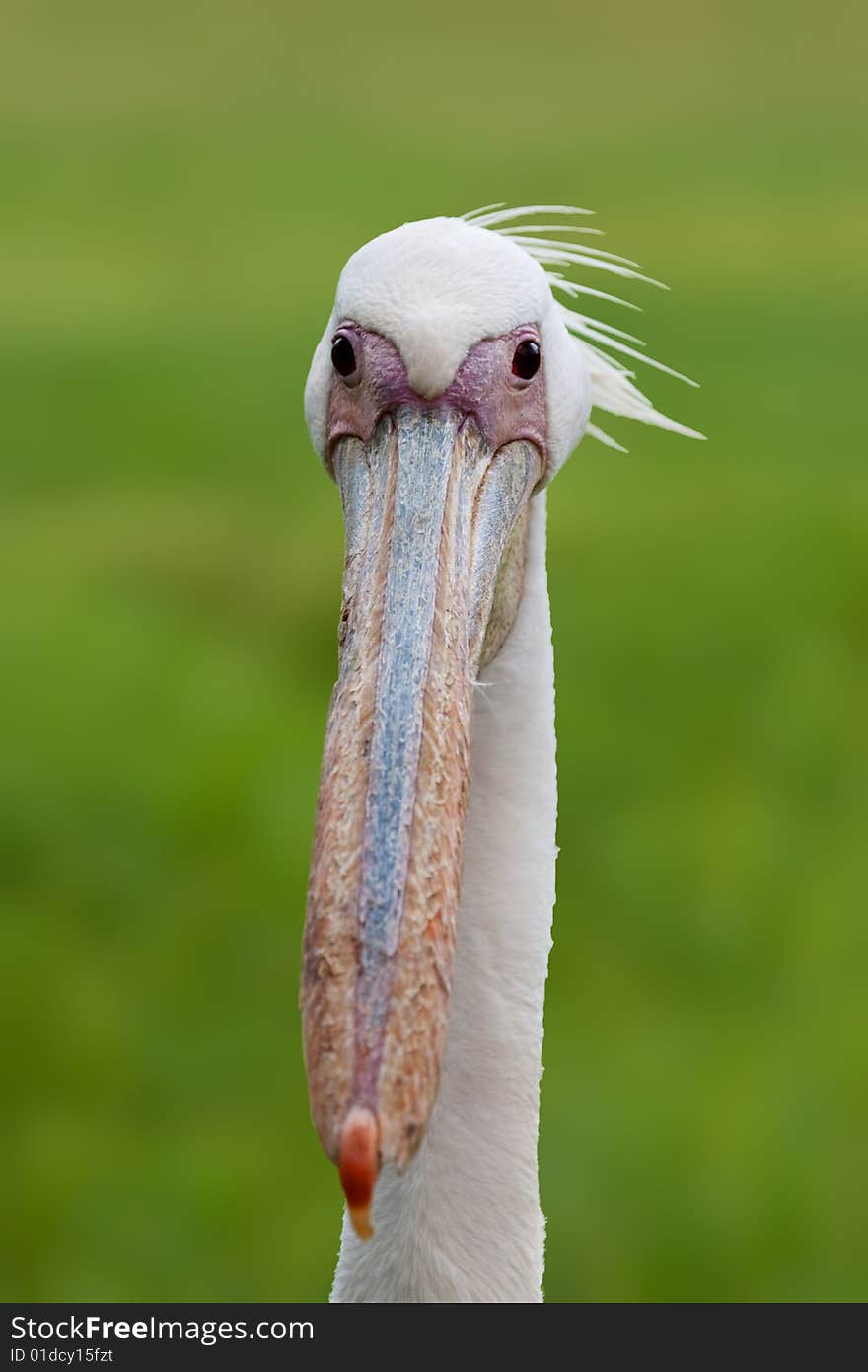 Closeup portrait of a pelican. Closeup portrait of a pelican