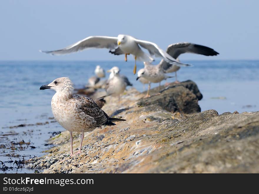 Seagulls on stone