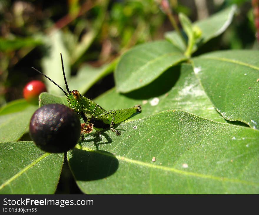 Unique small grasshopper eating a fruit and enjoying its day on a green leaf during winter morning. Unique small grasshopper eating a fruit and enjoying its day on a green leaf during winter morning