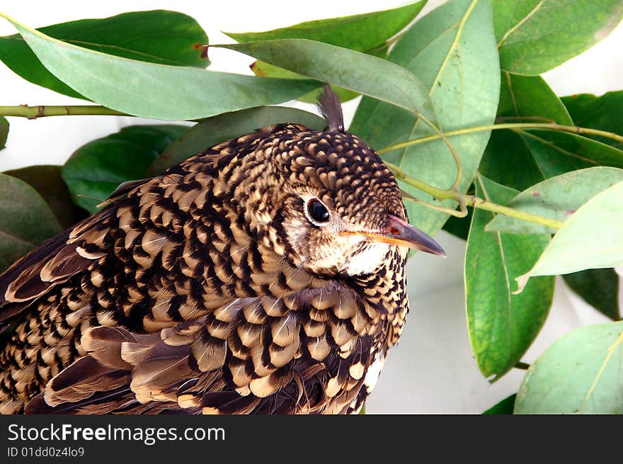 A birds on a branch