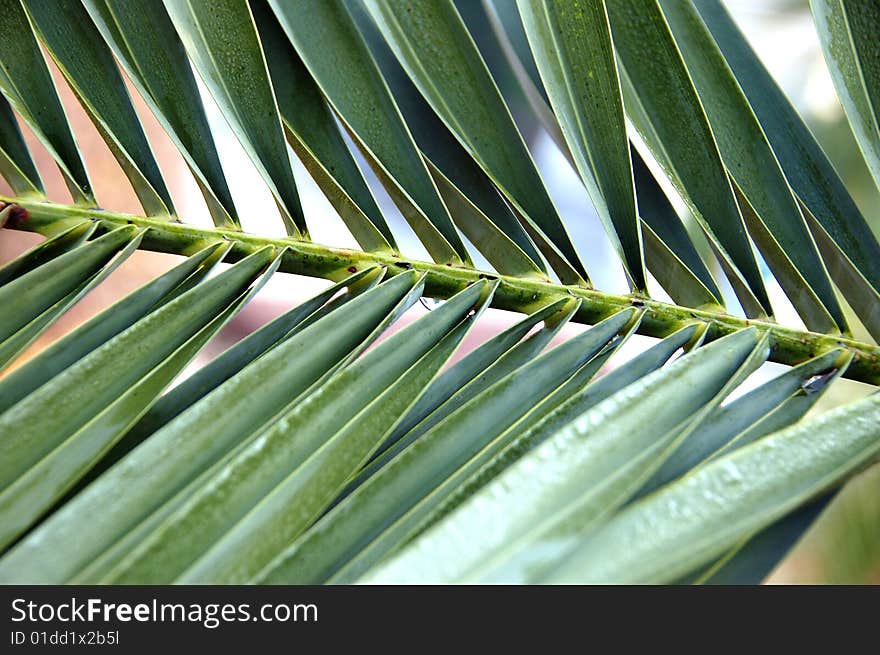 Close-up of a palm leaf texture. Close-up of a palm leaf texture