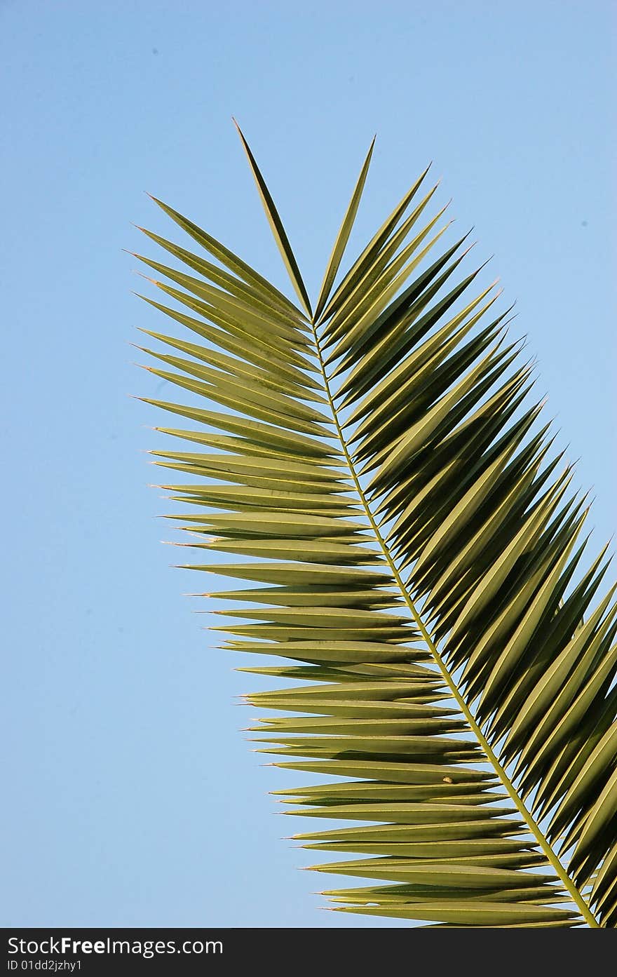 Green palm leaf on blue sky