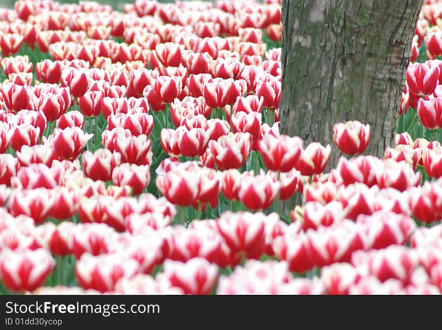 A tree in Tulip flowers. A tree in Tulip flowers