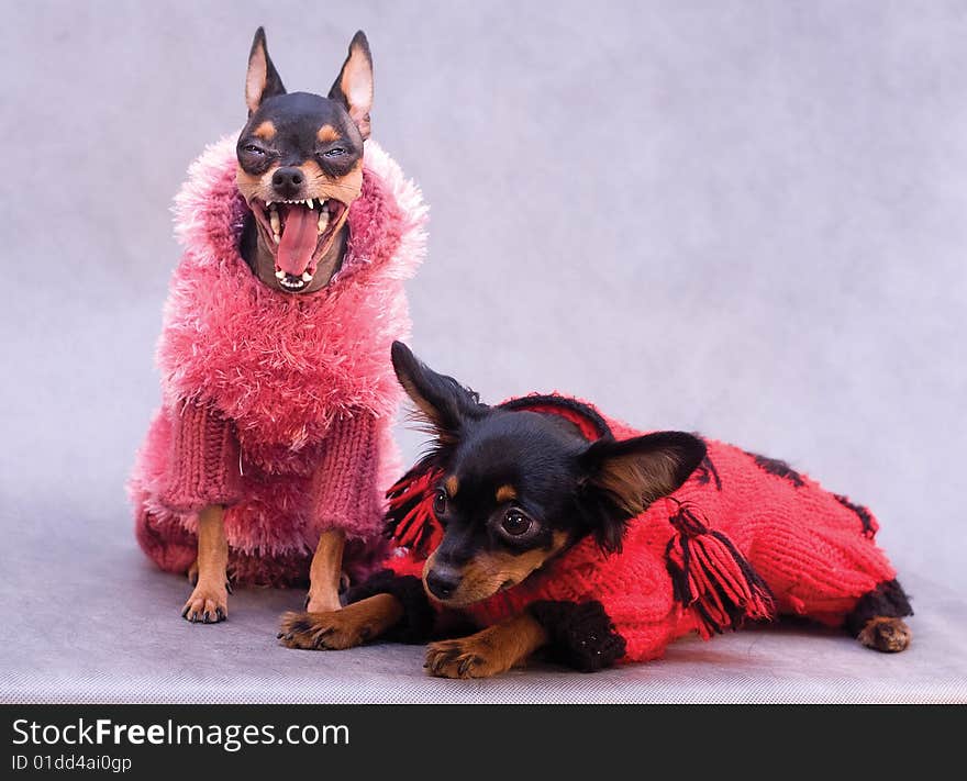 Two russian toy terriers in clothes