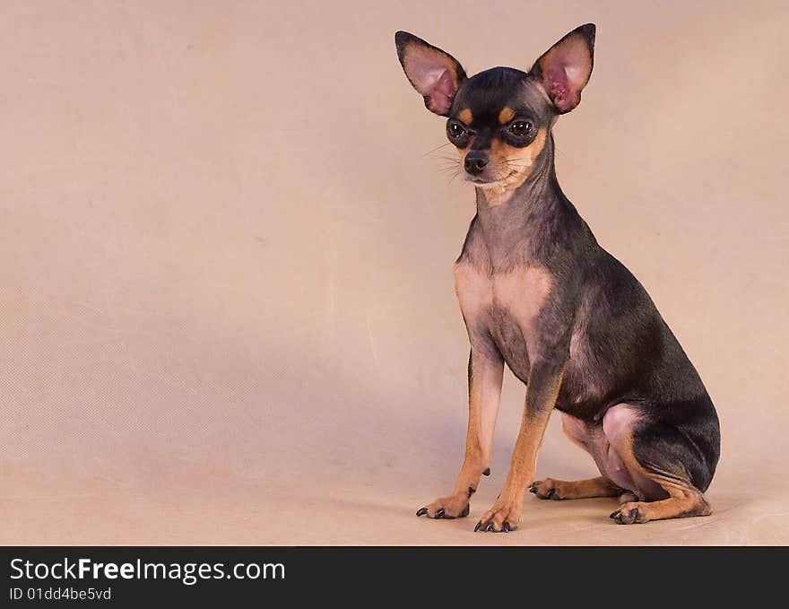 Russian toy terrier on pale background