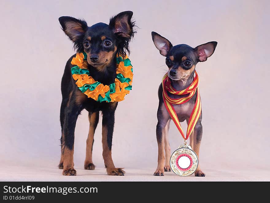 Two russian toy terriers