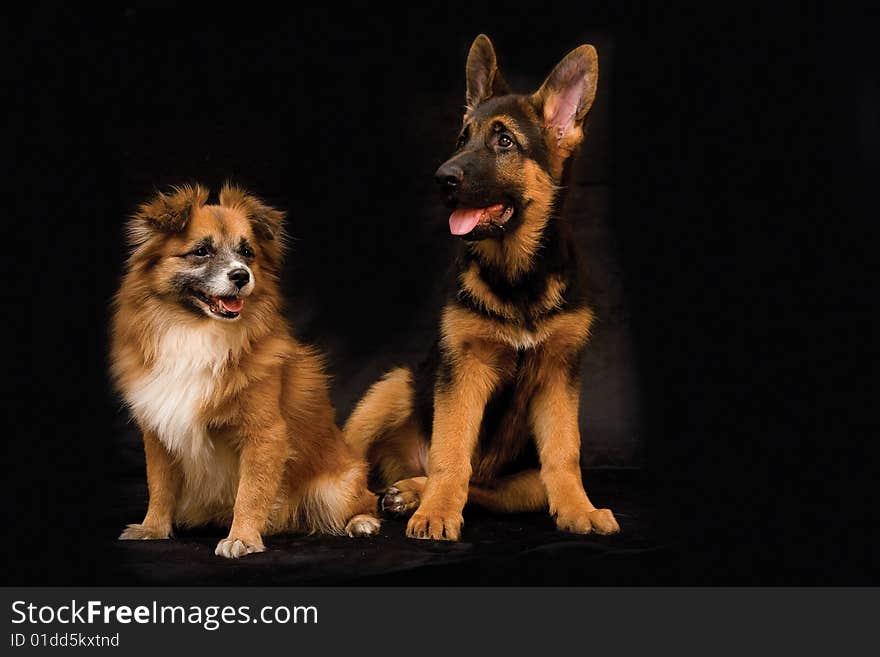 German Shepherd puppy and friend