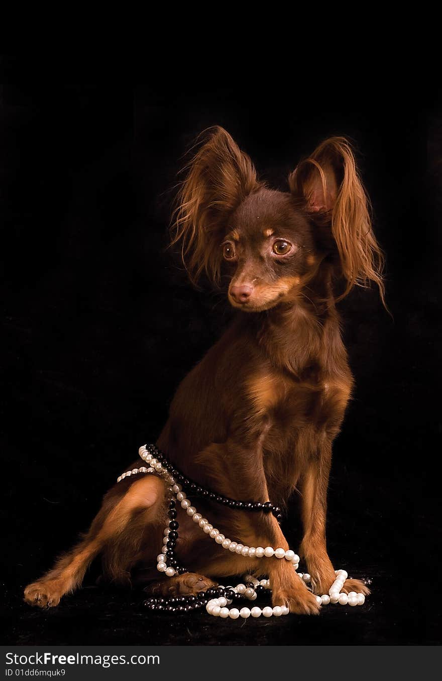 Russian toy terrier with simulated perls on black background