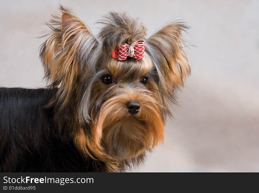 Yorkshire terrier on grey background