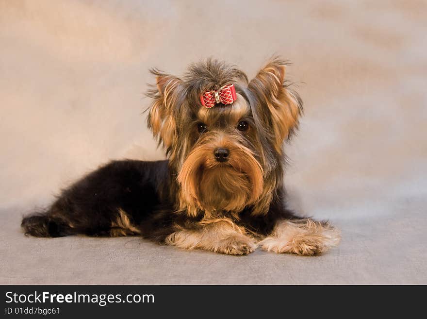 Portrait of yorkshire terrier puppy on grey background. Portrait of yorkshire terrier puppy on grey background