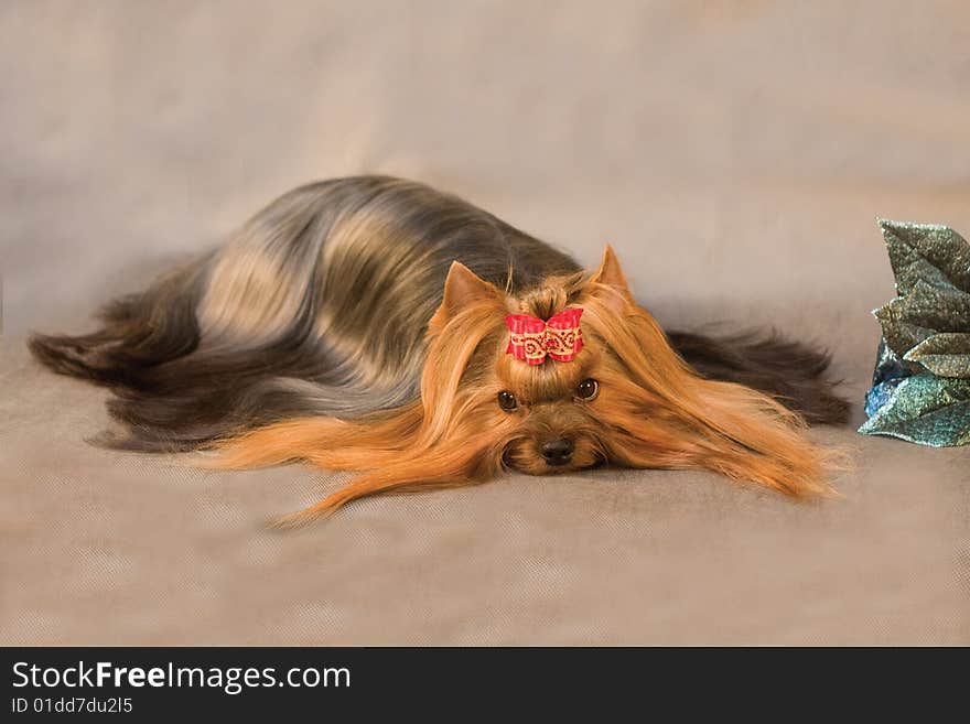 Yorkshire terrier on grey background