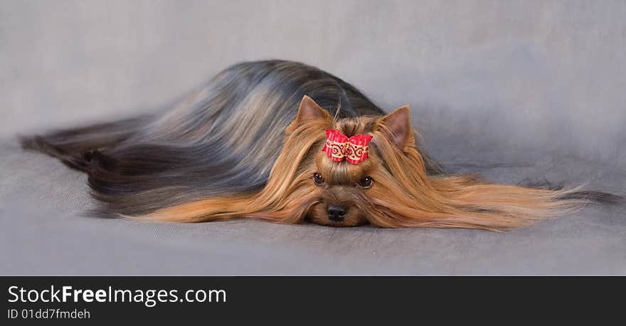 Yorkshire terrier on grey background