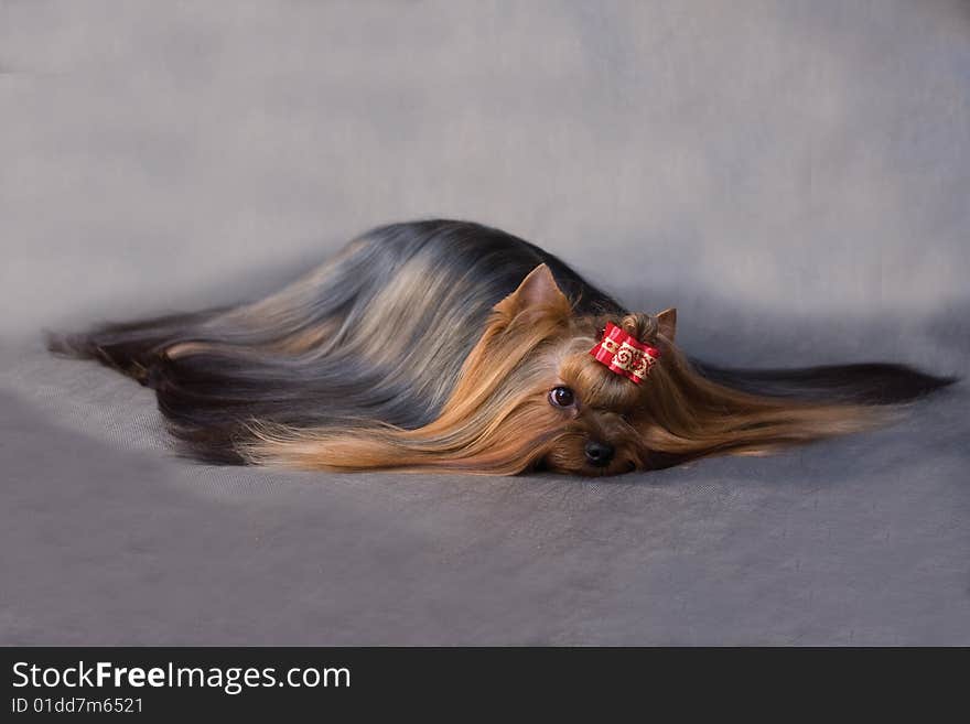 Yorkshire terrier on grey background