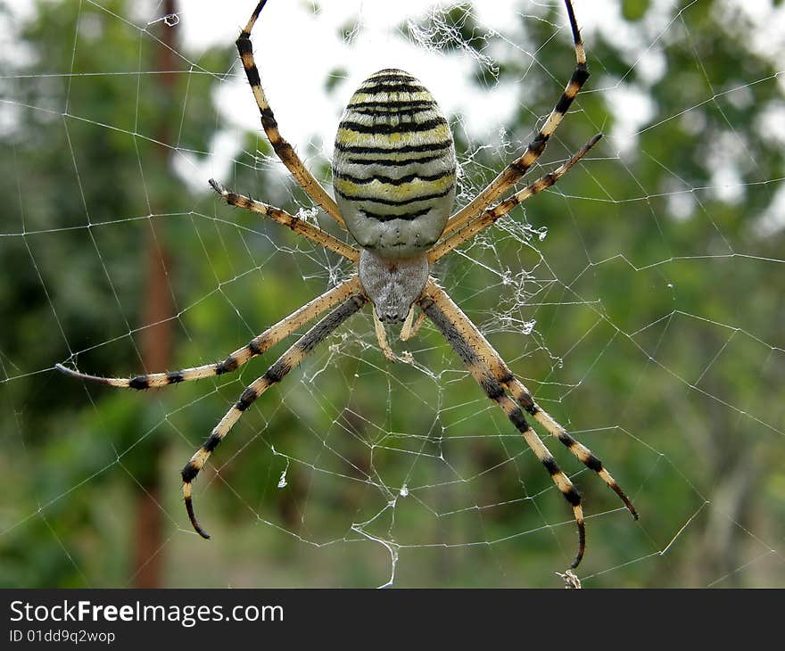 Macrofilming of the spider spinning a web, in summer wood