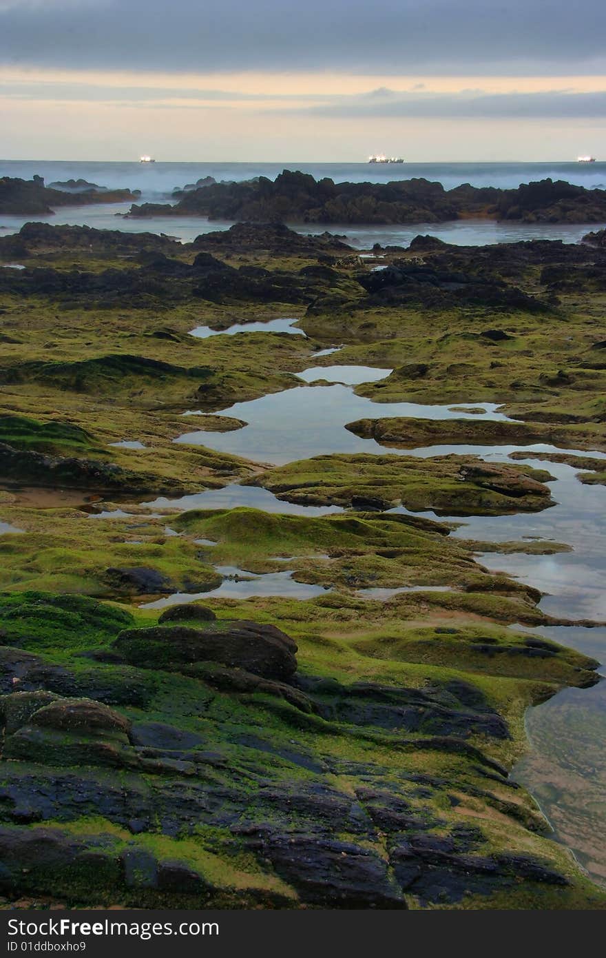 Beach with rocks covered in green seaweed. Beach with rocks covered in green seaweed