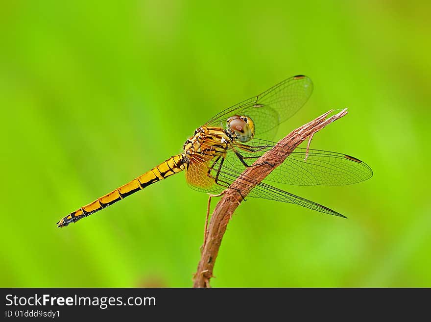 Yellow dragonfly in the park