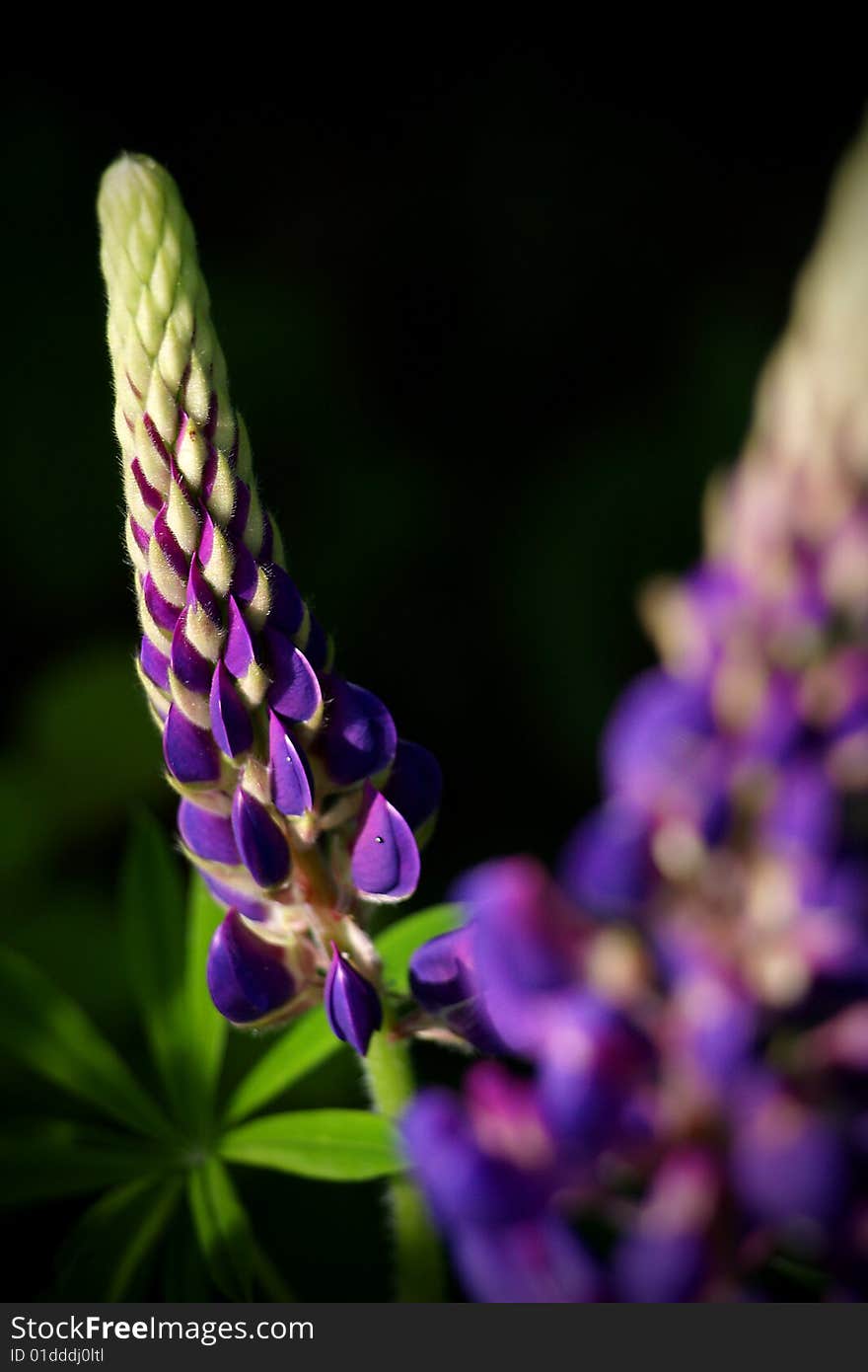 Lupine Flowers