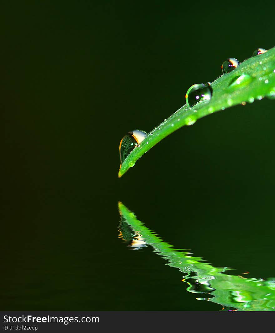 Dew drop on a blade of grass. Dew drop on a blade of grass