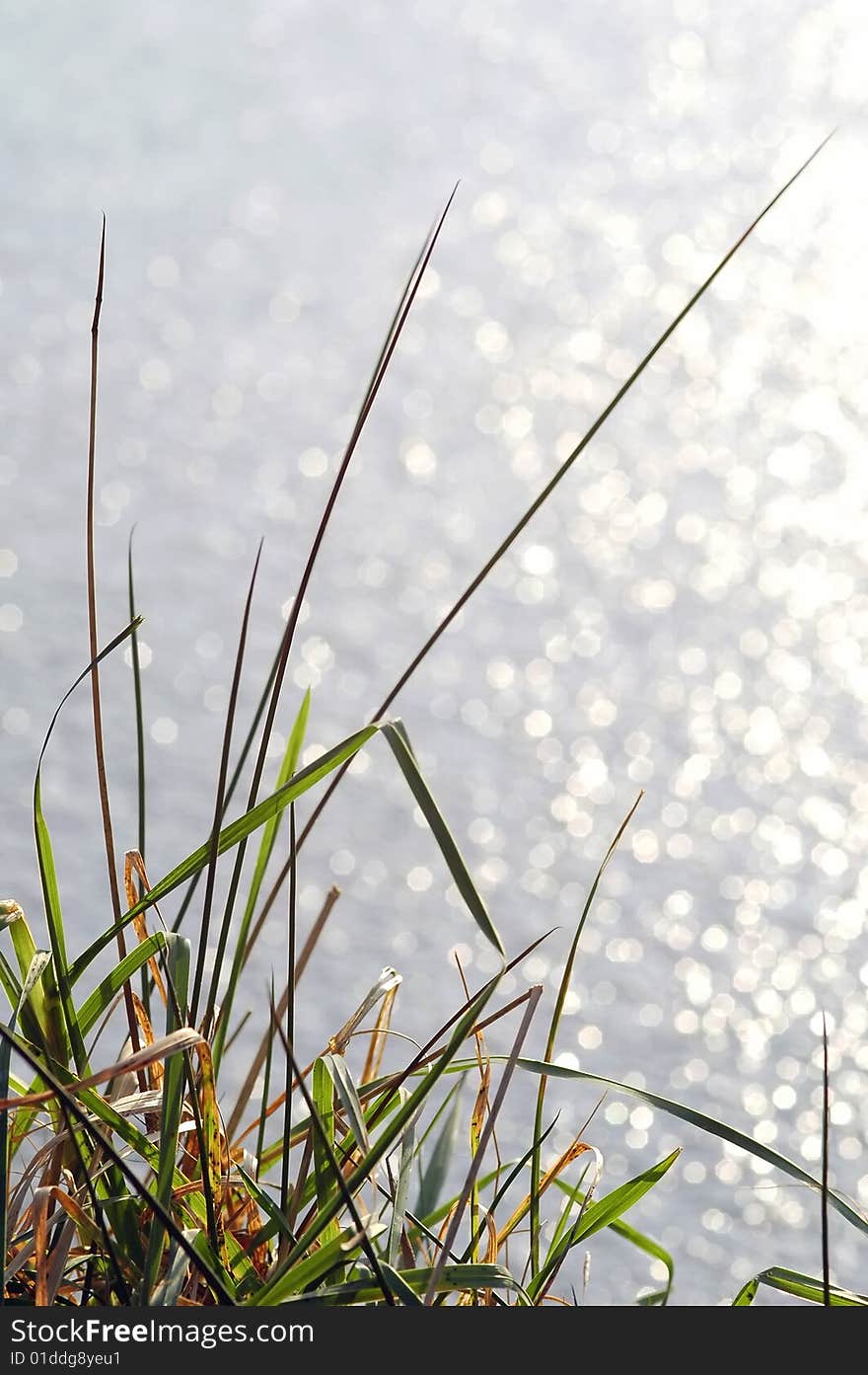 Autumnal grass at the waters edge