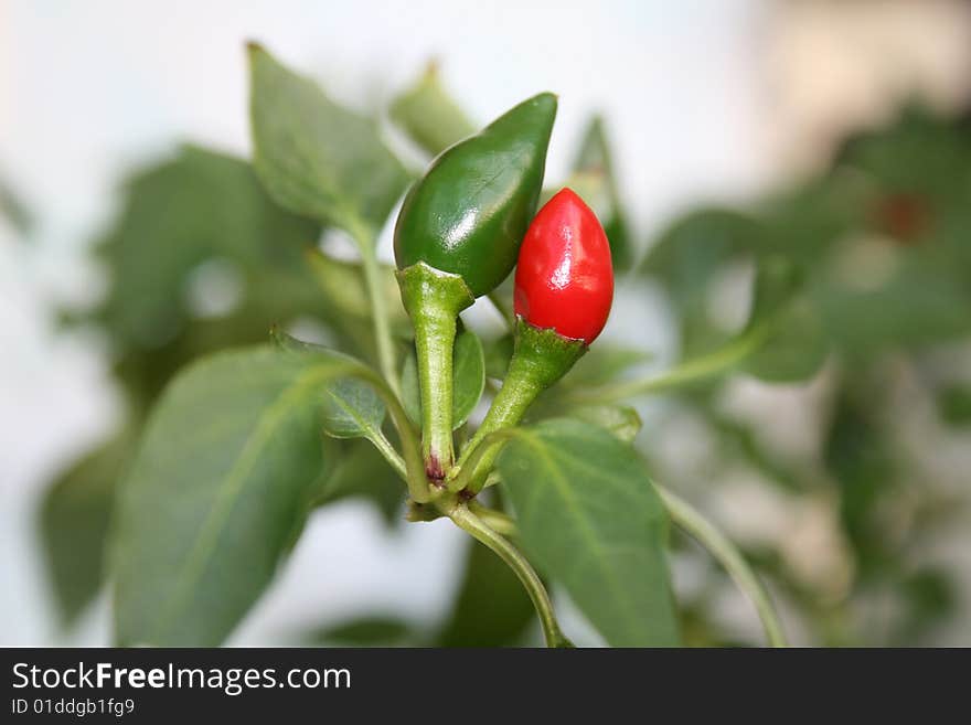 Hot peppers