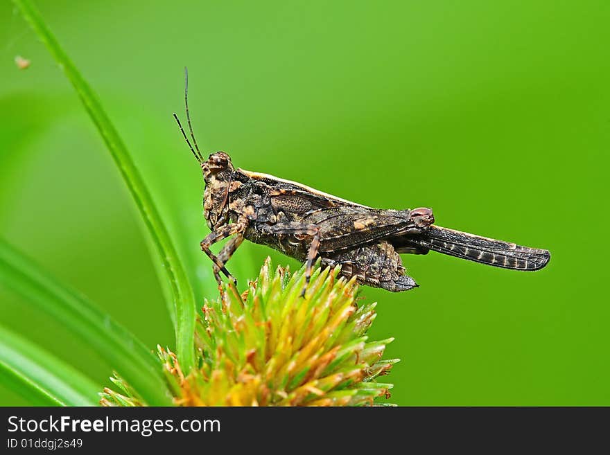 Brown grasshopper in the parks