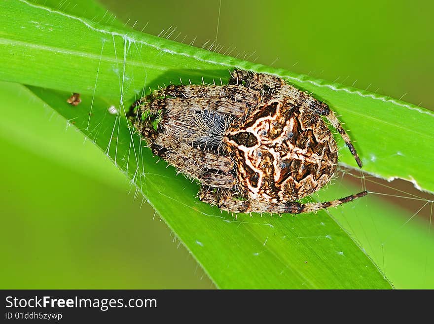 Brown legged spider in the park