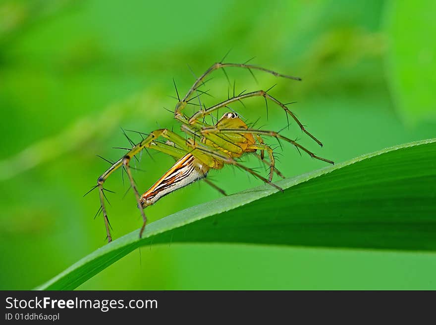 Lynx spider in the park