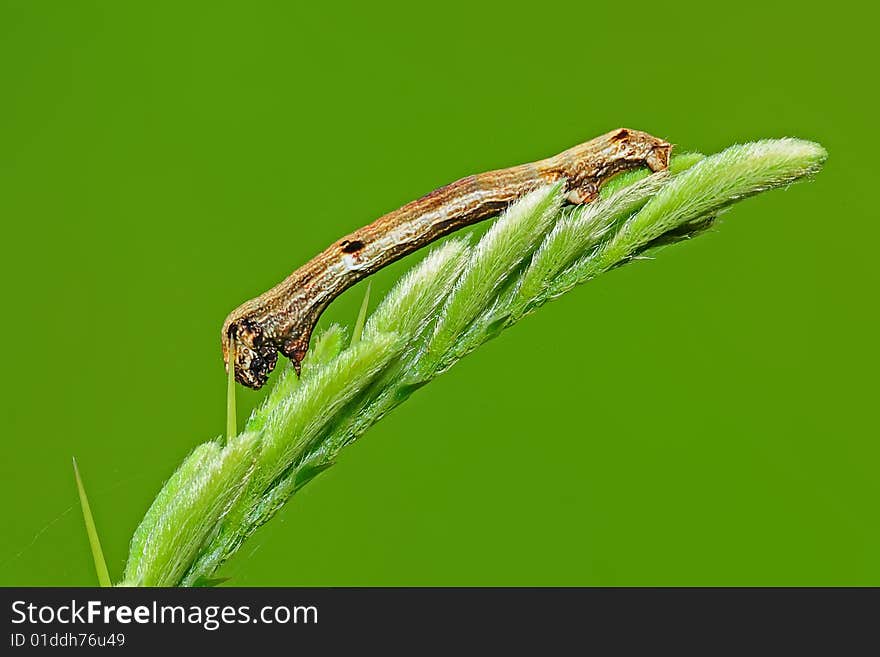 Butterfly Caterpillar In The Park