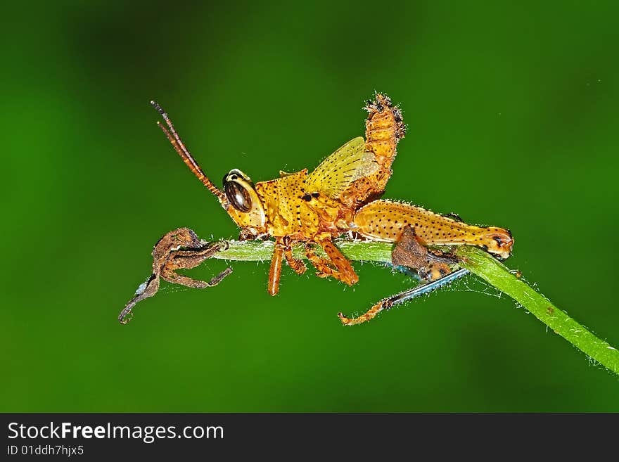 Dead Grasshopper In The Park