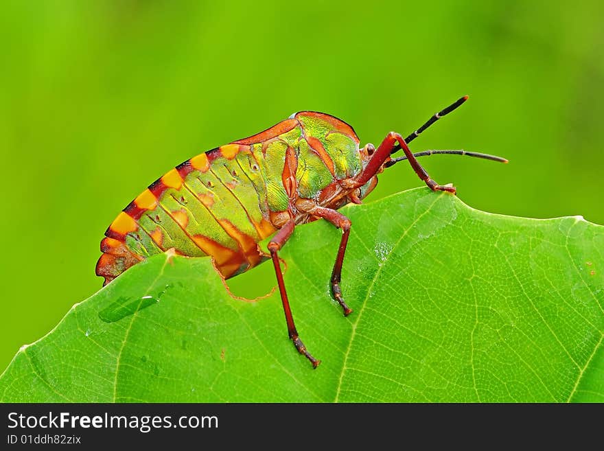 Colorful stink bug in the park