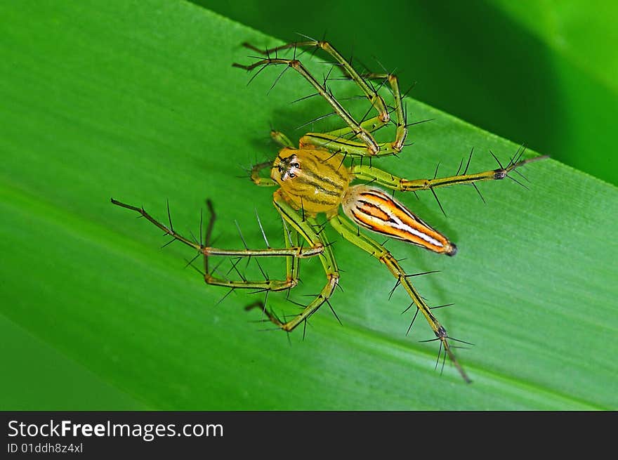 Lynx spider in the park