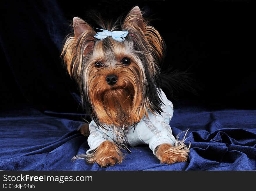 Yorkshire Terrier On Dark Blue Velvet