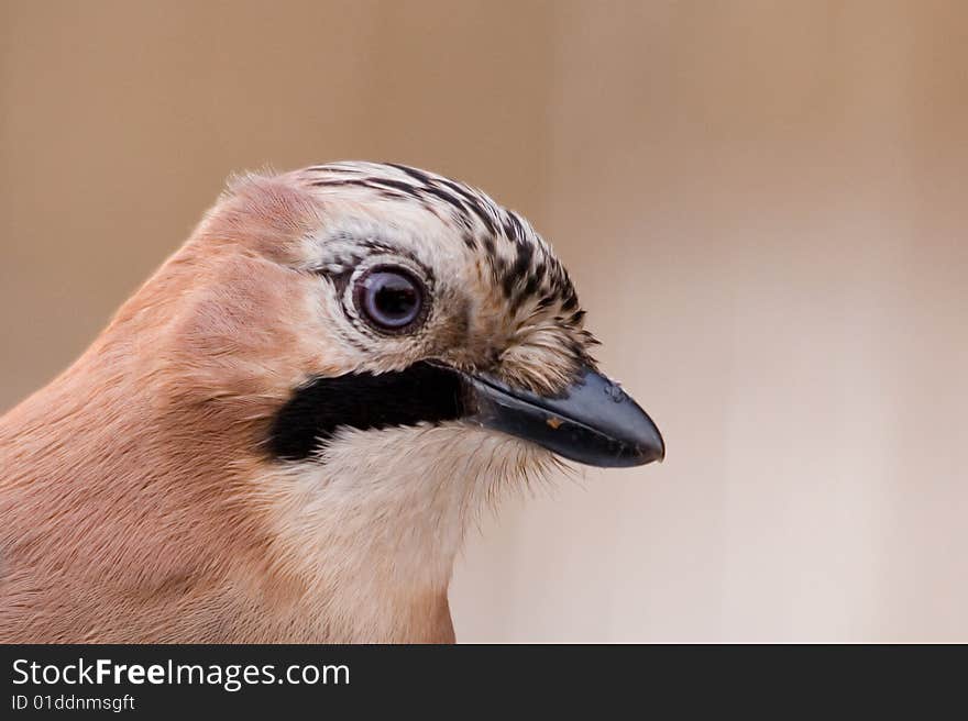 Eurasian Jay