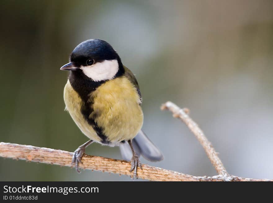 The Great Tit (Parus major) is a passerine bird in the tit family Paridae