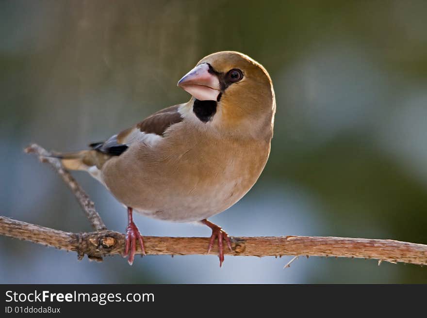 The Hawfinch, Coccothraustes coccothraustes, is a passerine bird in the finch family Fringillidae